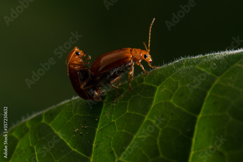 Macro image of lover ladybug in green leaf on black background.Animal insect high resolution and magnification extreme macro.Bug walking on leaves.