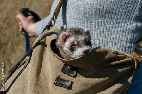ferret in bag