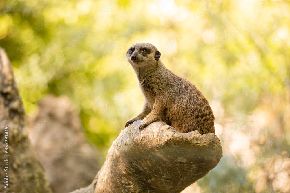 Ich bin ein Erdmännchen und halte wache. Ich beschütze damit meine ganze Familie. Ich bin ein Erdmännchen und halte wache. Ich beschütze damit meine ganze Familie.