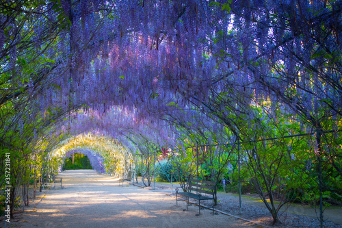 Wisteria Lane in the Adelaide Botanic Gardens, South Australia.