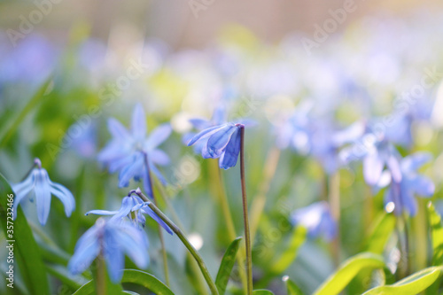 Blausterne in der Wiese