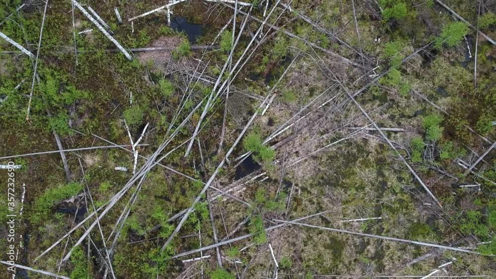 The view from the bird's eye view on dead forest with old pine trees in the spring . Young trees in the old fallen forest The view from the bird's eye view on dead forest with old pine trees in the spring . Young trees in the old fallen forest