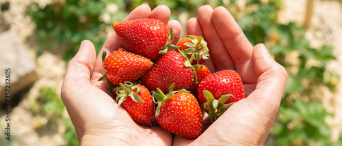 Tableau sur toile Bannière de fraises fraîchement cueillies dans les mains d'une femme