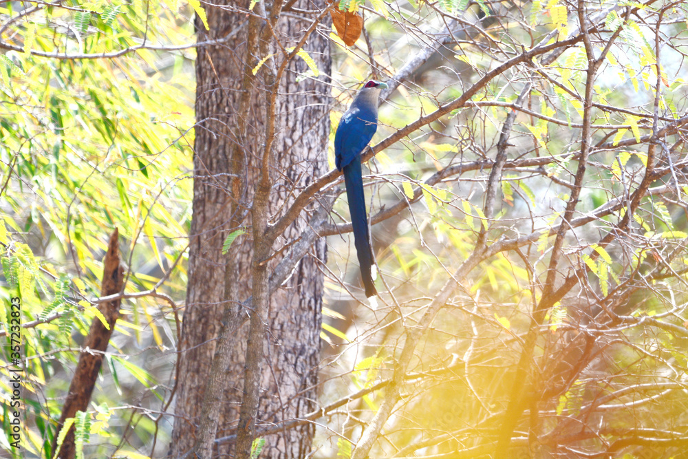 malkoha is on a branch malkoha is on a branch