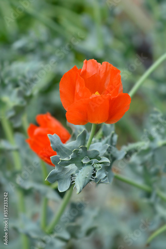 Orange horned poppy photo