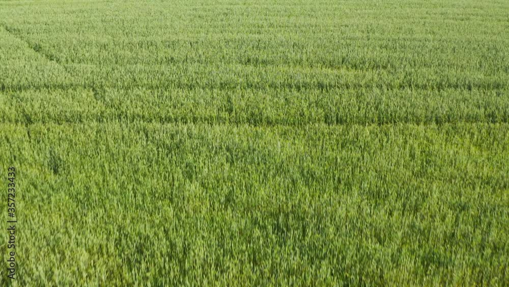 Aerial flying above stunning green wheat field swaying in the wind, forests, river, roads and water channel on country farmland. Aerial flying above stunning green wheat field swaying in the wind, forests, river, roads and water channel on country farmland.
