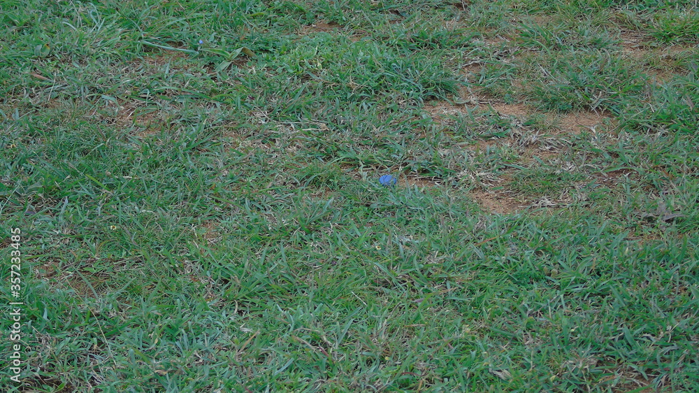 grass in the field grass in the field