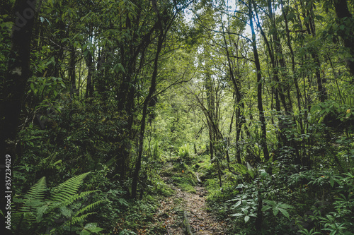 green forest in the morning in gorkha nepal