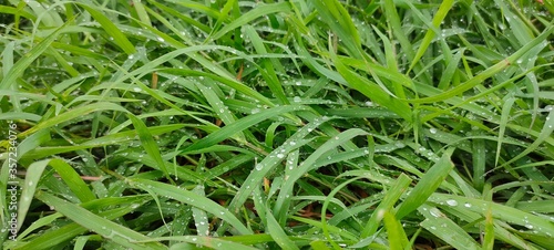 Dew on the top of the grass
