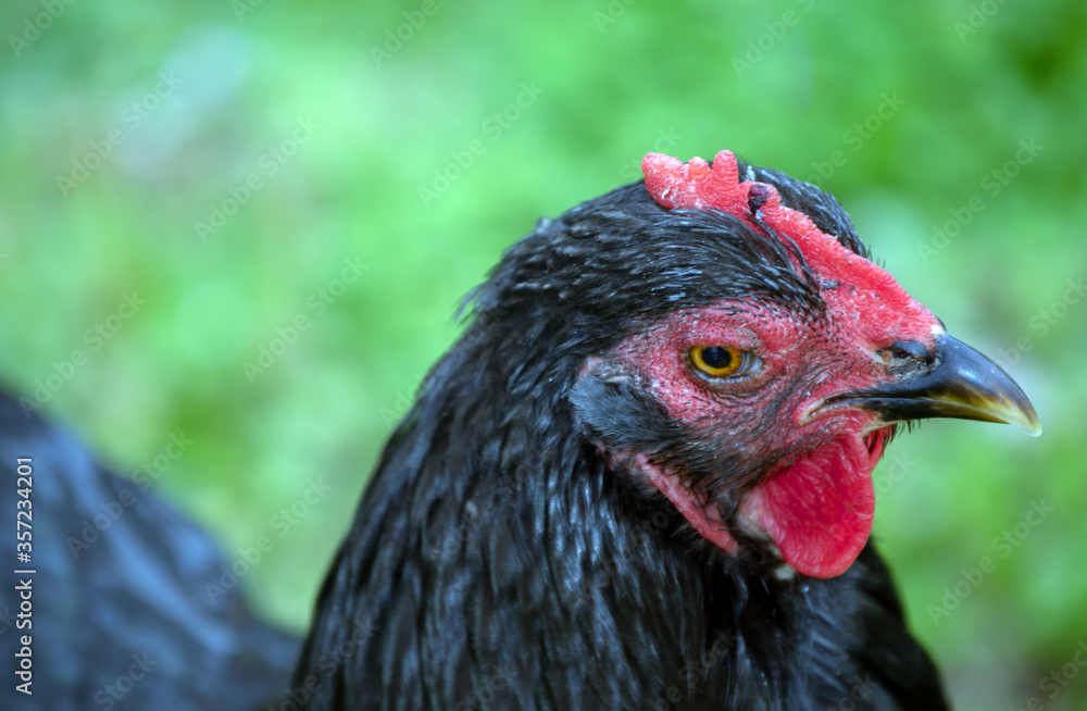 This pullet profile seems to portray the look of determination. The defocused effect draws attention to her facial charcteristics.