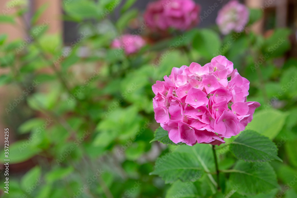 Fototapeta premium Hydrangea rose and green leaves
