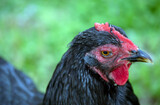 This pullet profile seems to portray the look of determination. The defocused effect draws attention to her facial charcteristics.