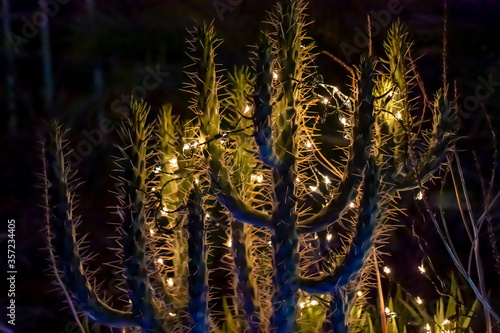 Cactus with Christmas Lights