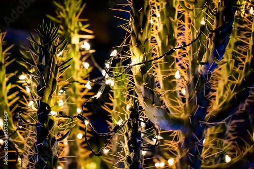 Cactus with Christmas Lights