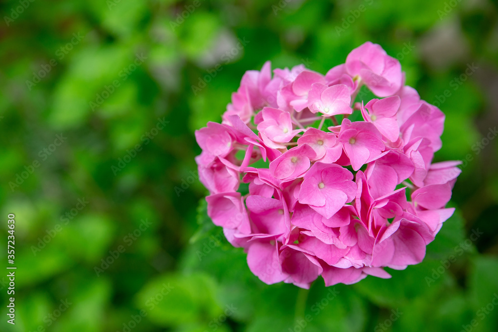 Hydrangea rose and green leaves