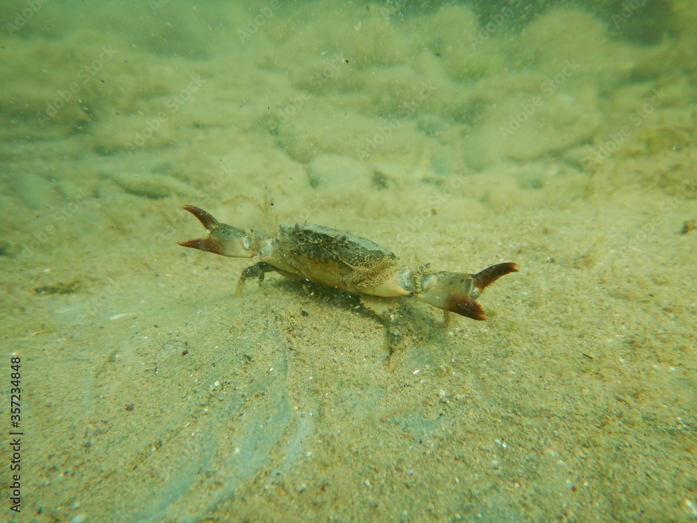 Sea stone crab defends its territory Sea stone crab defends its territory