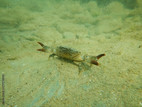 Sea stone crab defends its territory