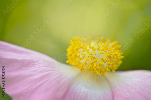 Beautiful pink poppy flower close up.