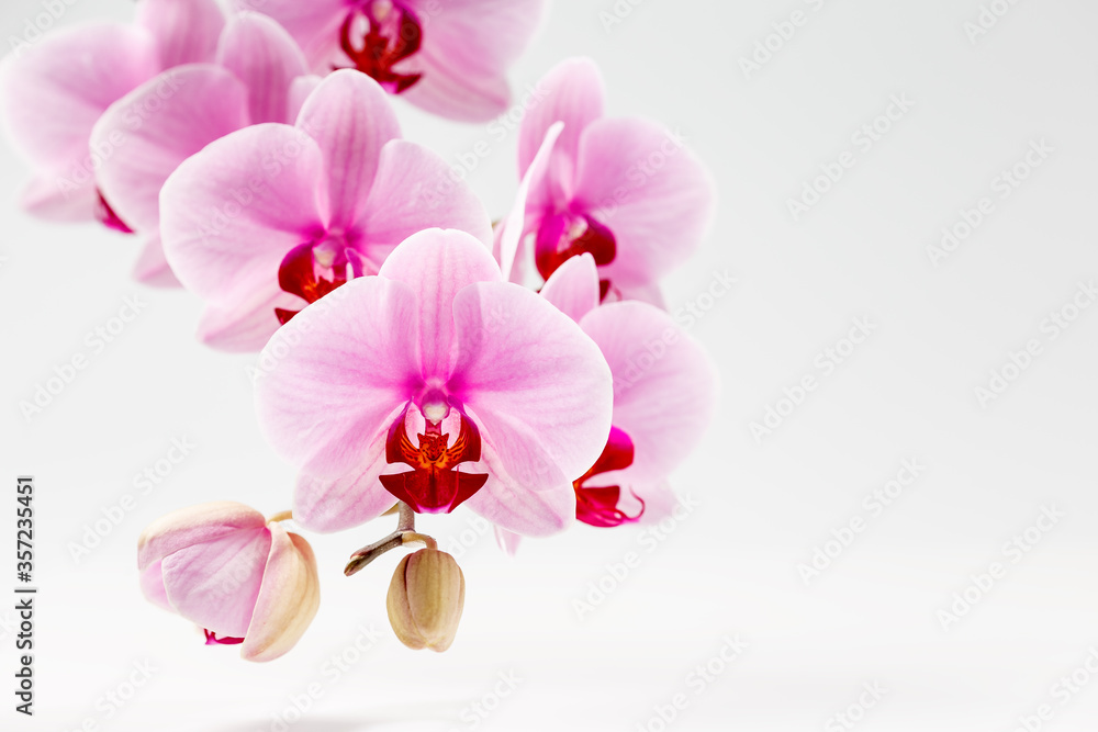 Purple phalaenopsis orchid flower over dark grey