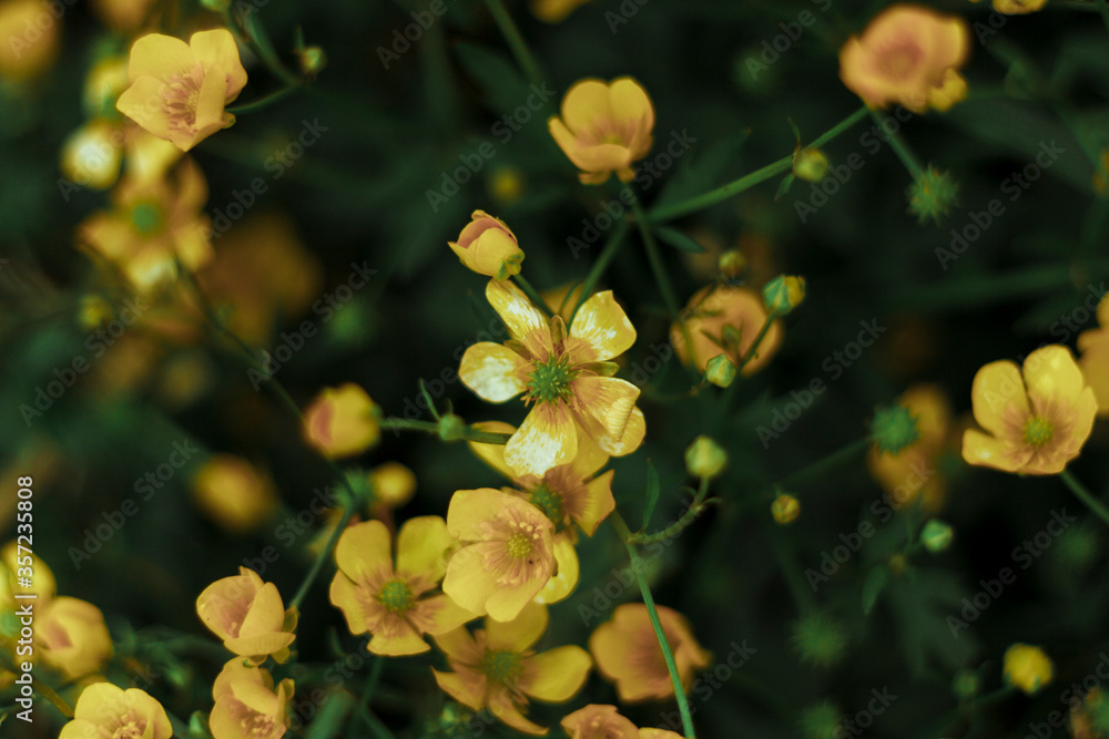 A bush of beautiful little yellow flowers grows near the shore near the water. Beach. Landscape A bush of beautiful little yellow flowers grows near the shore near the water. Beach. Landscape
