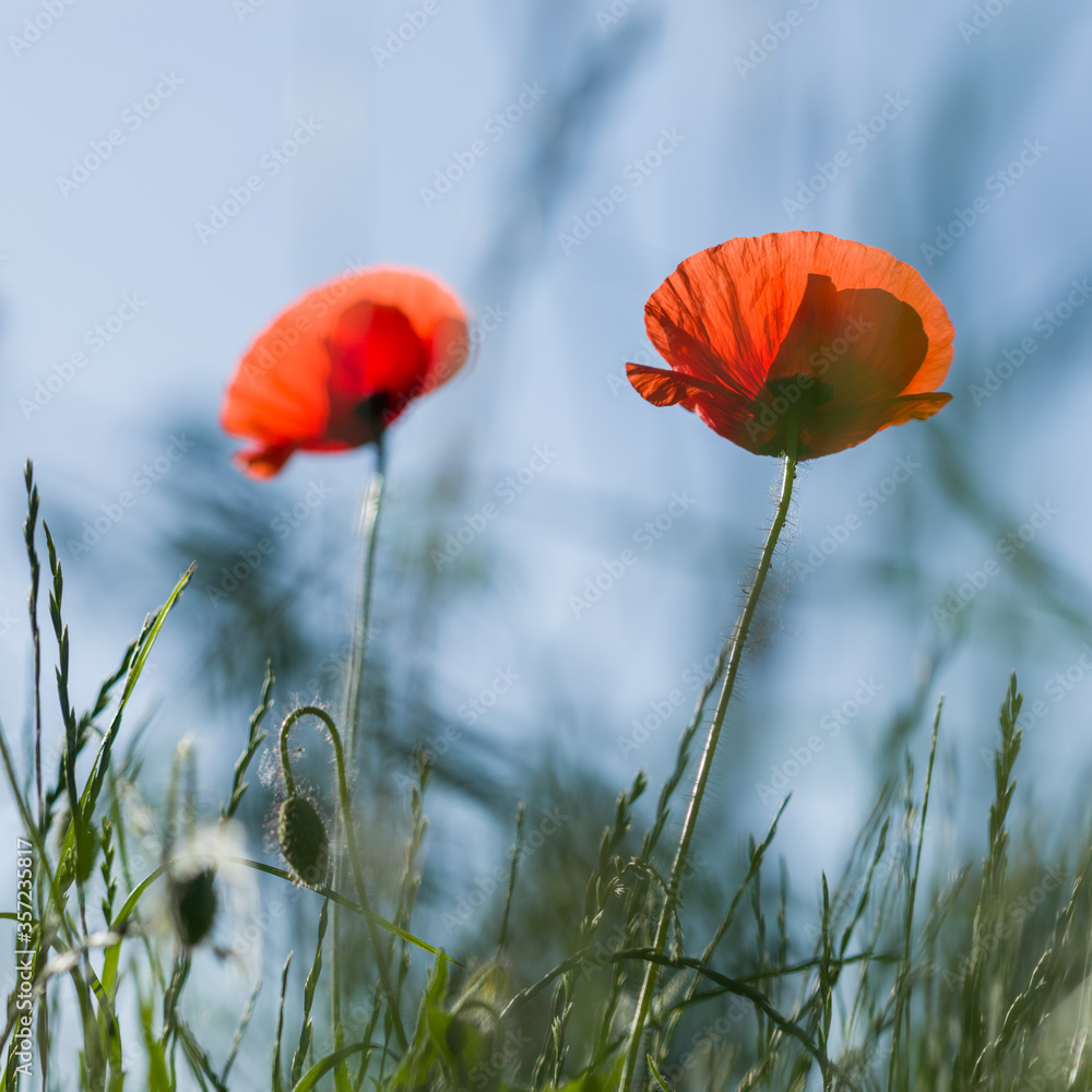 Obraz premium Summer blooming red flowers in sunny day. Red poppy.