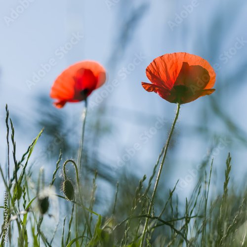 Summer blooming red flowers in sunny day. Red poppy.
