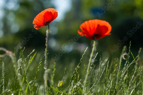 Red poppies between grass in summer sunny day