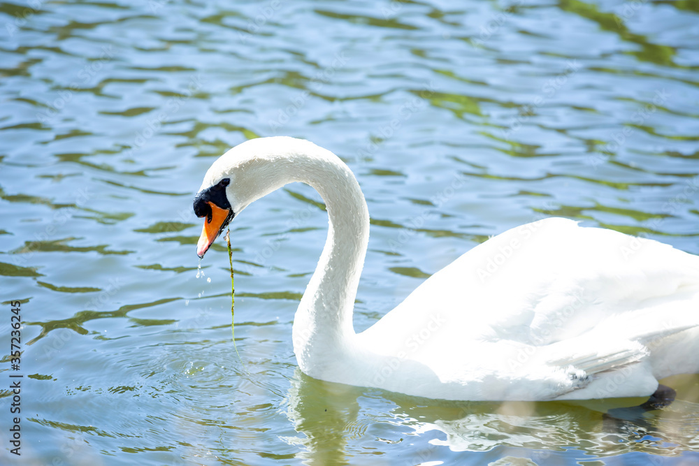Fototapeta premium Swan eating some algae in a river.