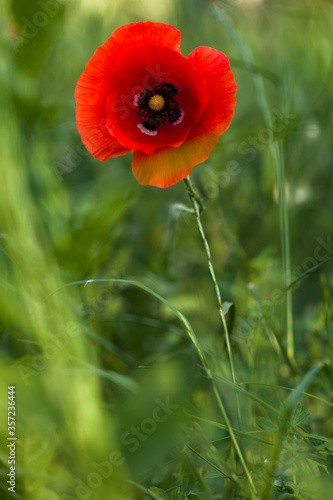 One red poppy in the grass