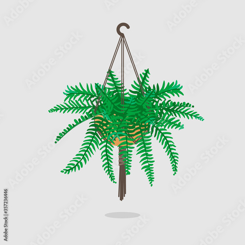 Boston Fern, Air purification hanging plant. Vector indoor plant illustration.