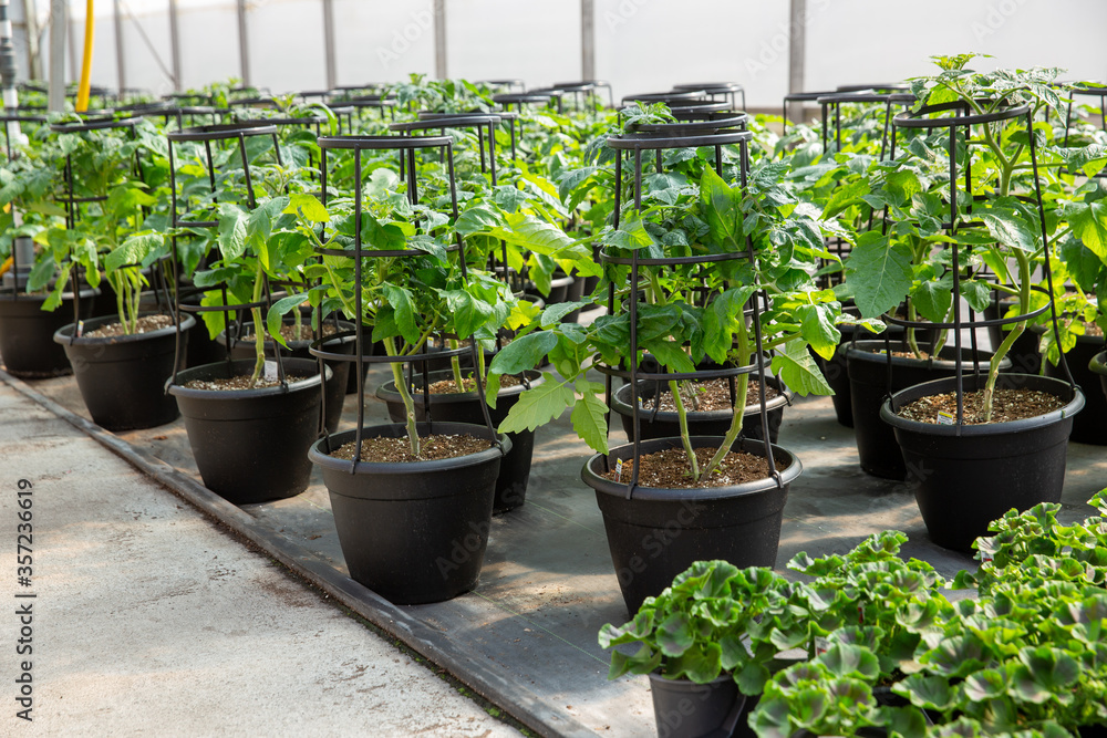 tomato planters at garden centre tomato planters at garden centre