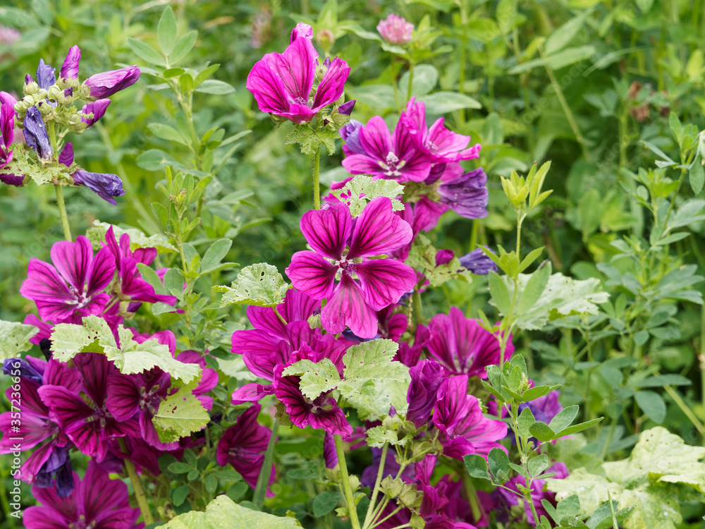Fototapeta premium Malva sylvestris, grande mauve aux fleurs en coupe aux pétales en forme de coeur, rose mauve foncé à veines violacées dans un feuillage à limbe palmé, lobé, denté vert moyen