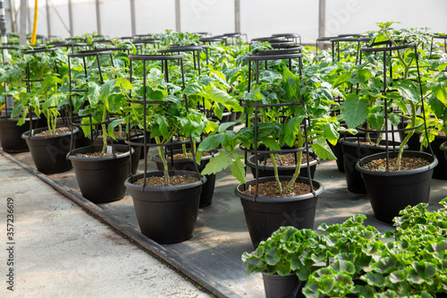 tomato planters at garden centre