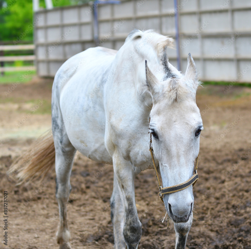 Fototapeta premium Horse on the farm
