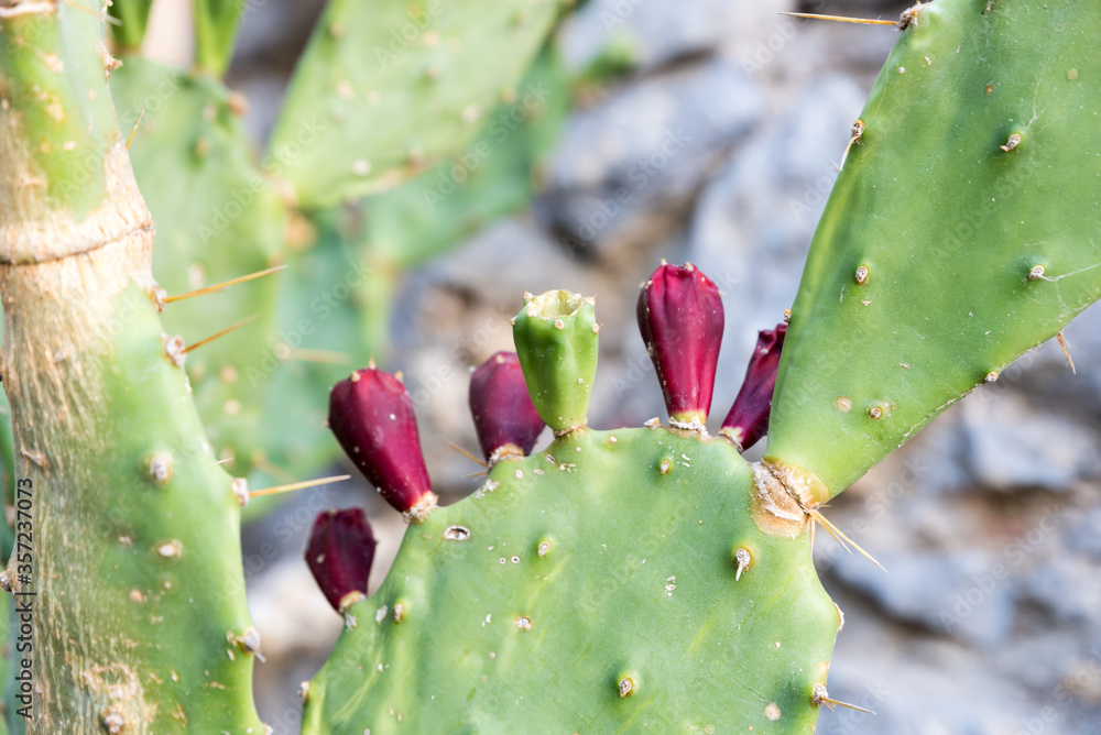 Plant Prickly pear cactus Plant Prickly pear cactus