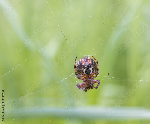 Orb-weaver spider waits for its prey in its web, family Araneidae