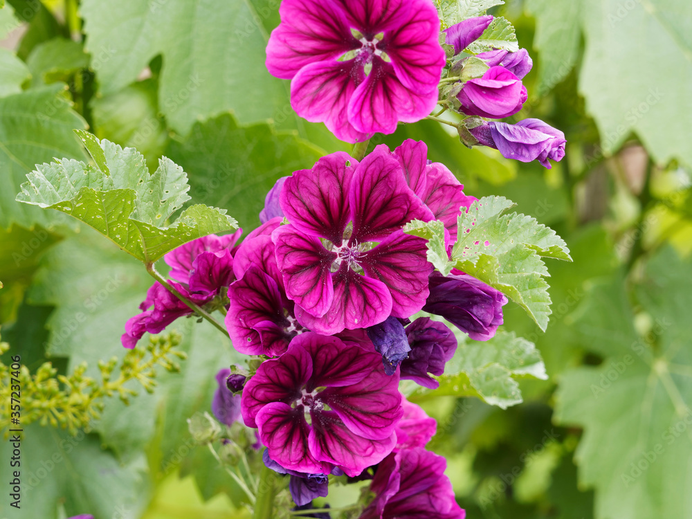 Malva sylvestris - Tige érigée et rameuse de grandes mauves aux fleurs rose  mauve ou pourpe veinées de violet foncé dans un feuillage vert foncé,  crènelé et lobé Photos | Adobe Stock