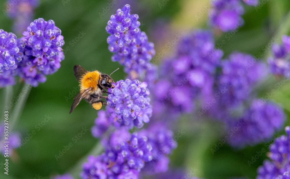 Bee on lavender on a summer's day Bee on lavender on a summer's day
