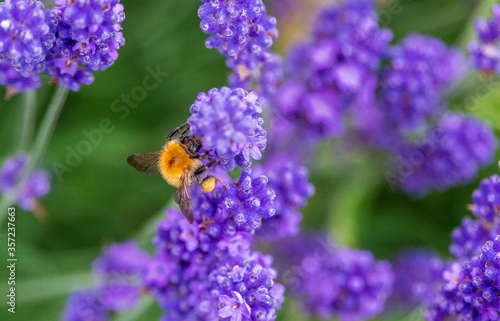 Bee on lavender on a summer's day