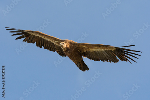 griffon vulture in flight with wings deployed