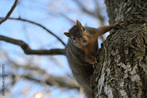squirrel on a tree © Dylan