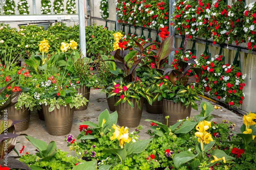 Flowers at Garden centre