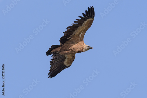 griffon vulture in flight with wings deployed © charlymorlock
