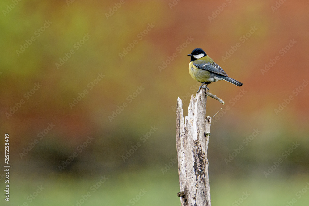 Fototapeta premium great tit Parus major