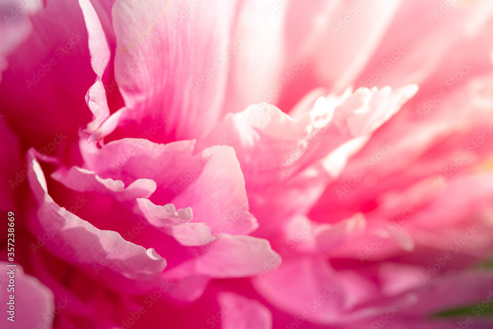 Peony petal background. Valentine s day, pink nature background.