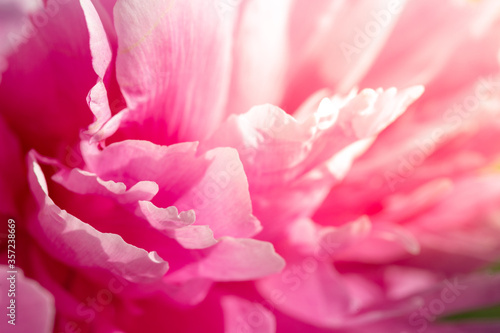 Peony petal background. Valentine s day, pink nature background.