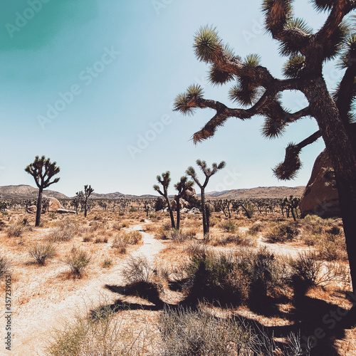 joshua tree trail in the desert