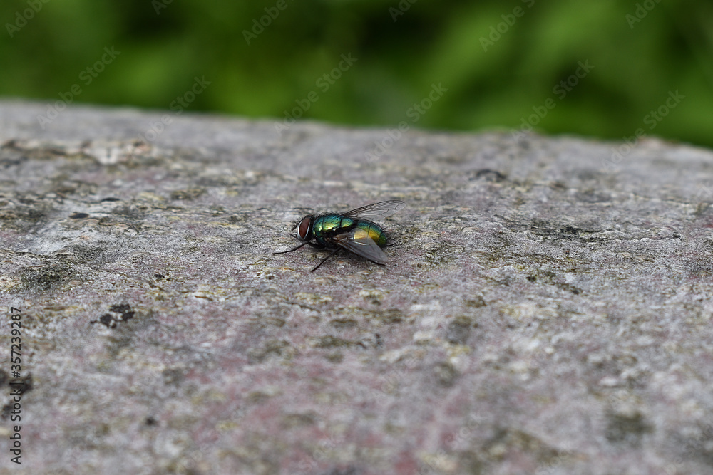 Goldfliege, Lucilia sericata, auf Rinde Goldfliege, Lucilia sericata, auf Rinde