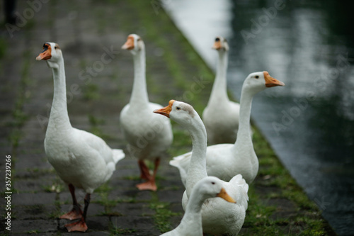 Geese are walking
