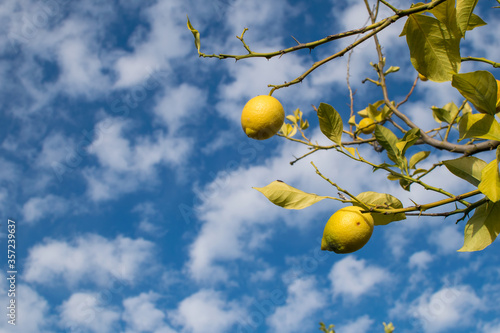 Lemons hanging from a lemon tree with blue sky and clouds at the background